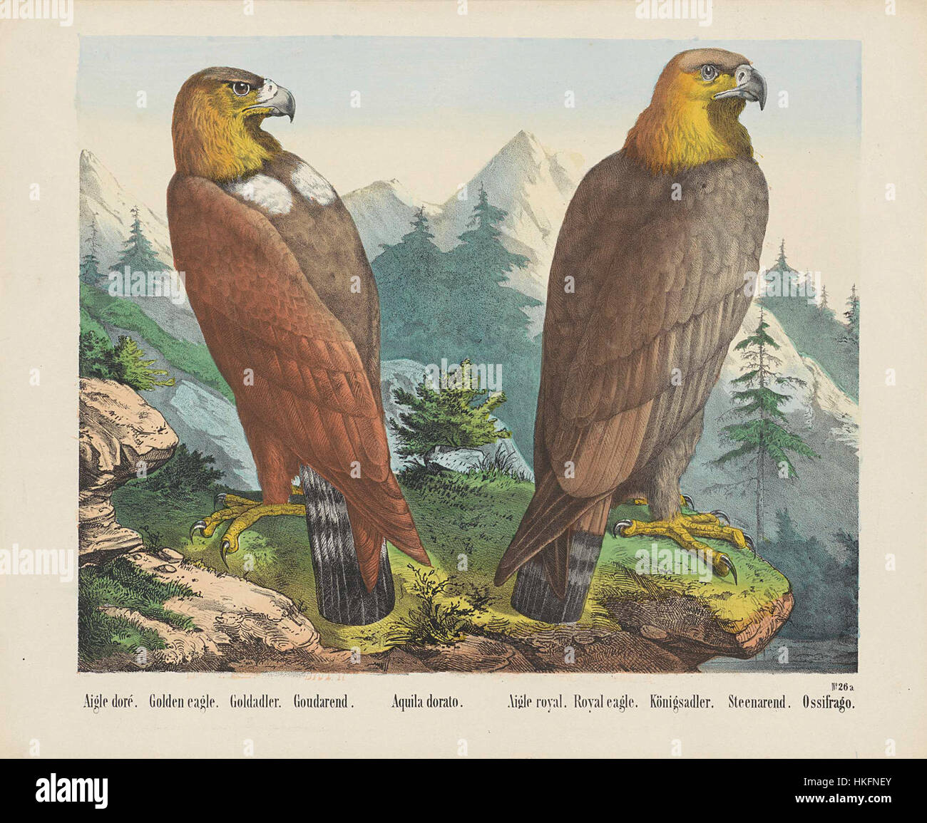 Der Goldene Adler (Aquila chrysaetos) ist ein großer Raubvogel, der auf der nördlichen Hemisphäre zu finden ist. Bekannt für sein Sehvermögen und seine mächtigen Jagdfähigkeiten ist er einer der geschicktesten Greifer, der Säugetiere und Vögel jagt. Seine große Spannweite und Stärke machen ihn zu einer legendären Vogelart. Stockfoto