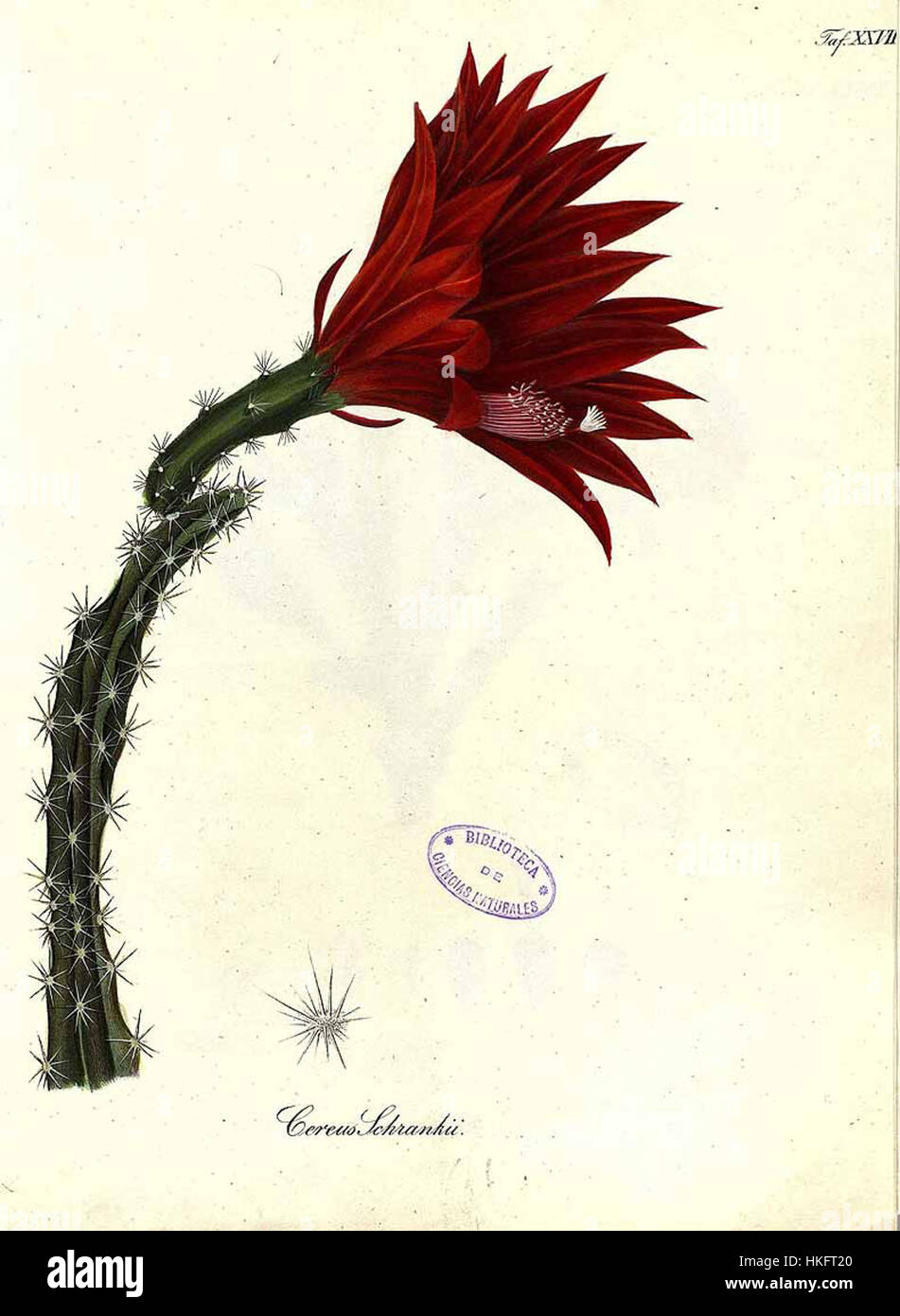 „Disocactus schrankii“, auch bekannt als Orchideenkaktus, ist eine blühende Pflanze, die in Mittelamerika beheimatet ist. Das Gemälde fängt die lebendigen Blüten und zarten Blütenblätter dieser Art ein und betont ihre komplizierte Schönheit und lebendige Farben. Stockfoto