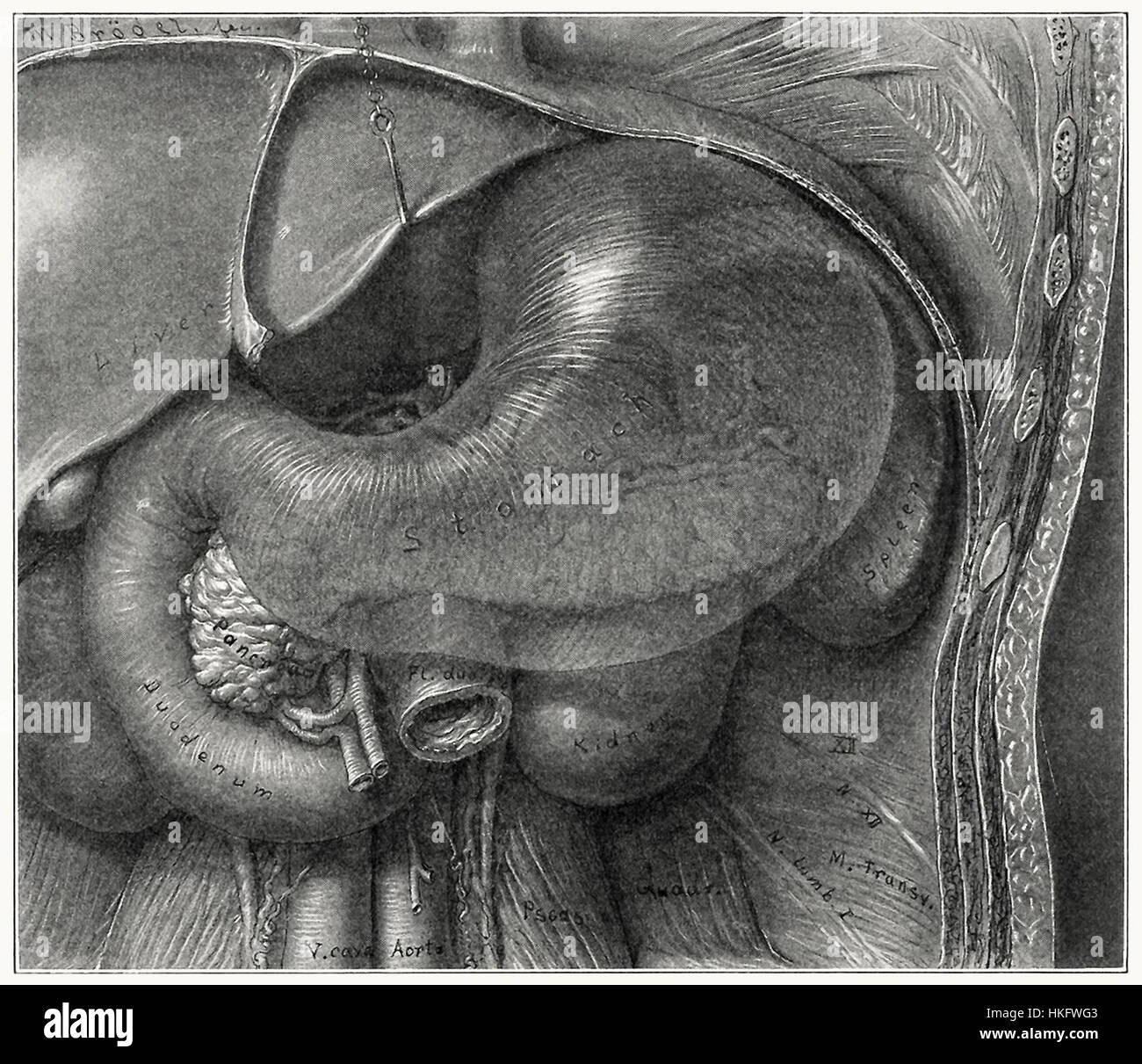 Diese historische Zeichnung zeigt eine Nierendissektion, eine Studie der menschlichen Anatomie. Es ist Teil einer Reihe medizinischer Illustrationen, die sich auf das Verständnis des menschlichen Körpers konzentrieren, ein wichtiger Aspekt früherer medizinischer Studien. Stockfoto