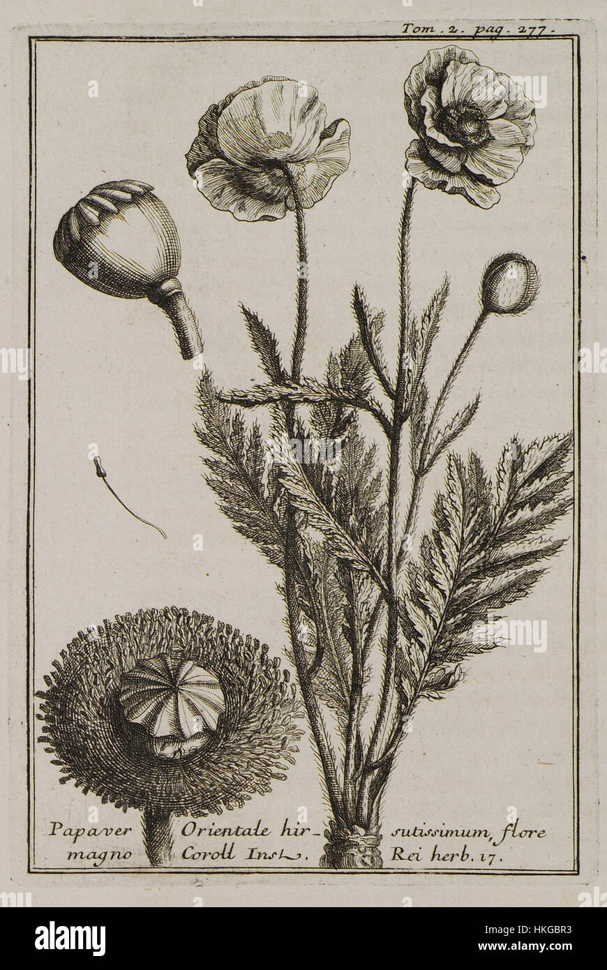 Diese botanische Illustration, die 1717 von Joseph Pitton de Tournefort erstellt wurde, zeigt das Papaver Orientale hirsutissimum mit großen Blüten. Es handelt sich um eine detaillierte Untersuchung der Struktur und Merkmale der Anlage. Stockfoto