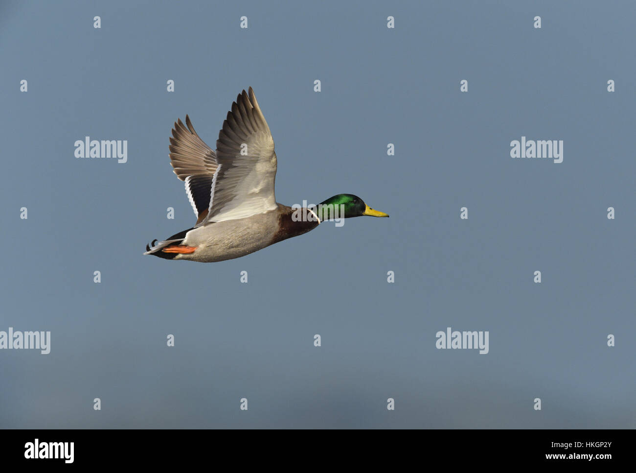 Stockente - Anas Platyrhynchos - Männlich Stockfoto