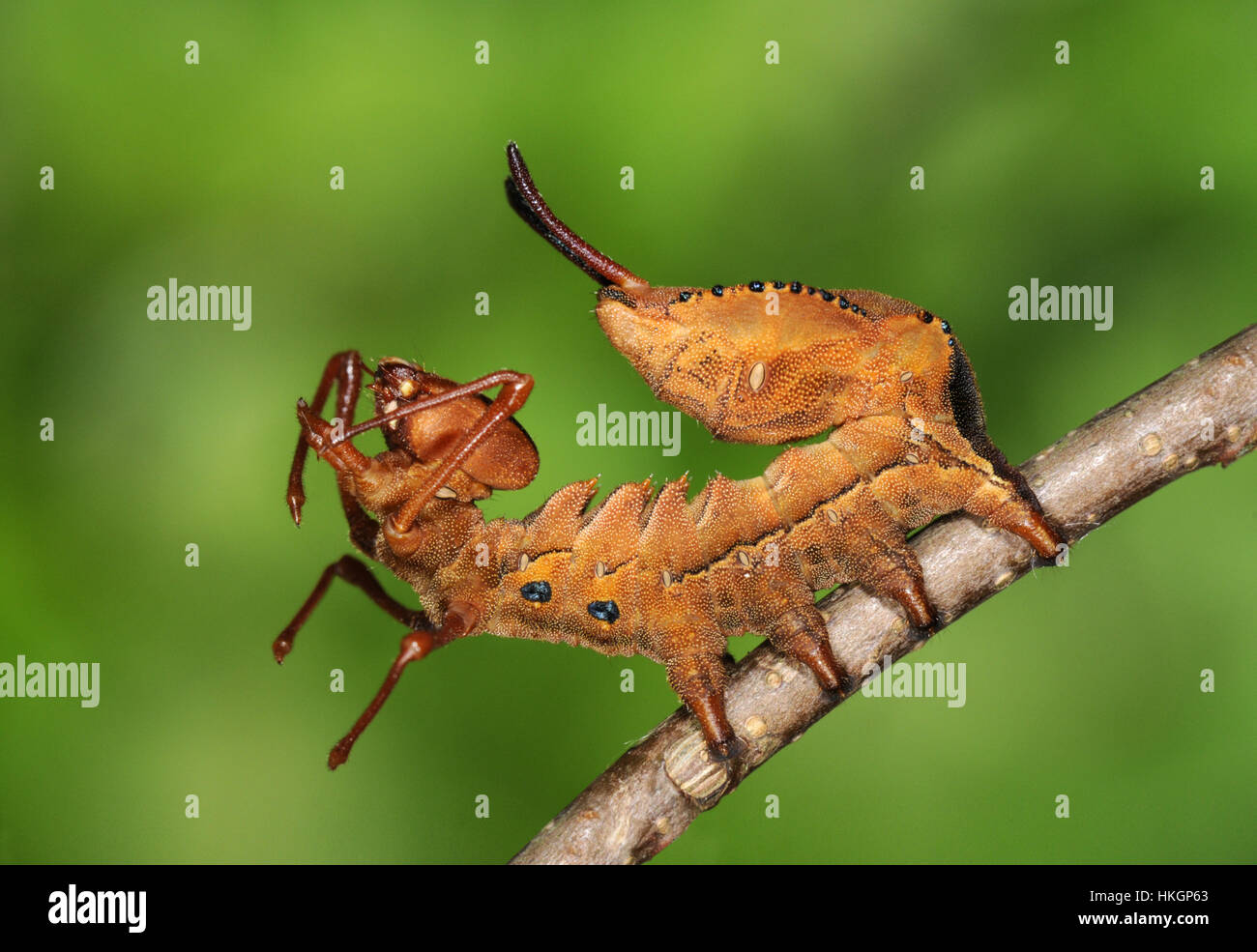 Hummer-Moth - Stauropus Fagi Larve Stockfoto