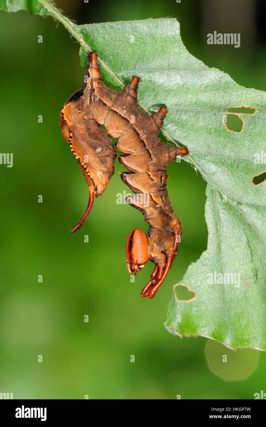 Hummer-Moth - Stauropus fagi Stockfoto