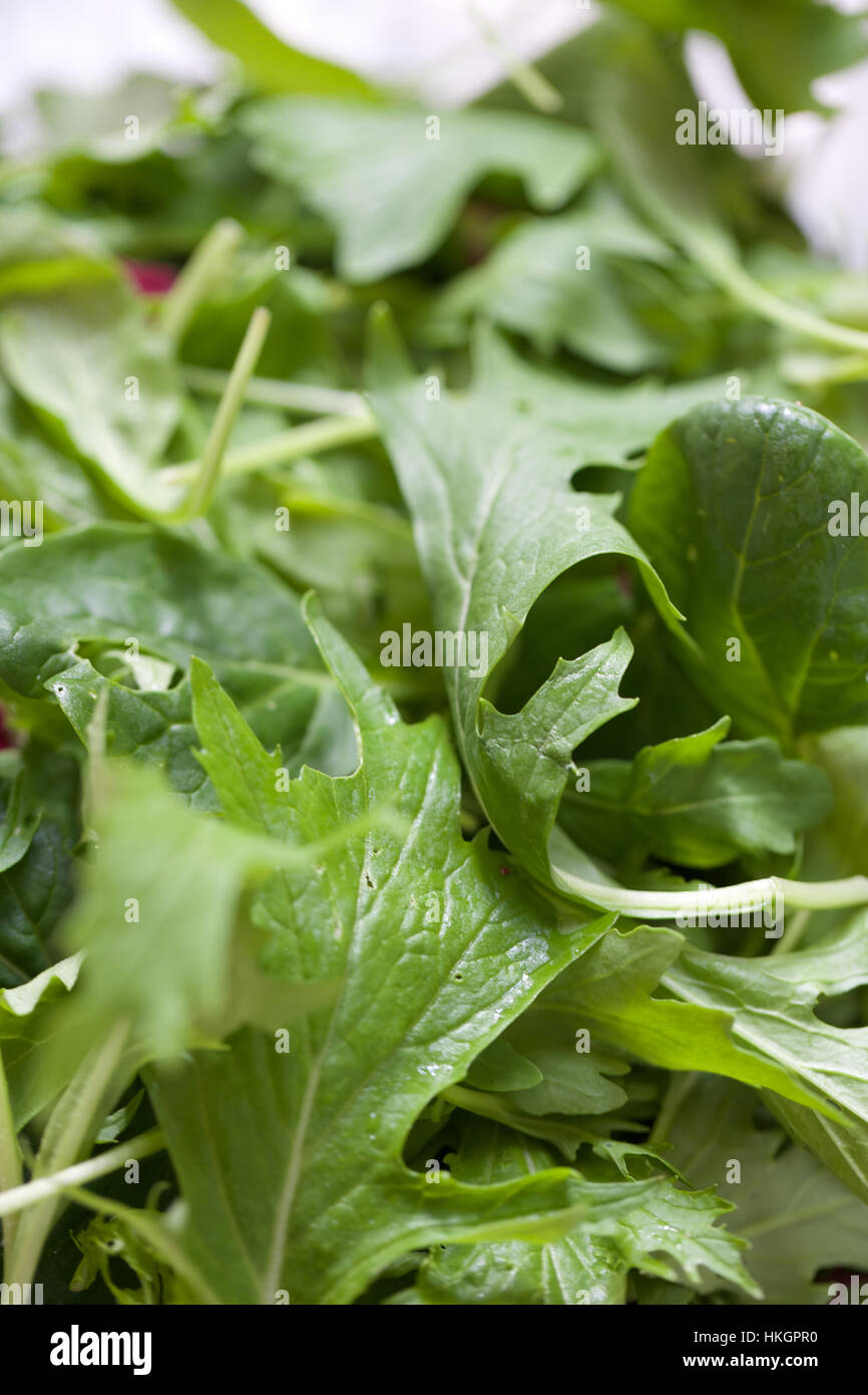 frisches grünes Gemüse. Roh, Blatt, Ernährung, Essen. Stockfoto