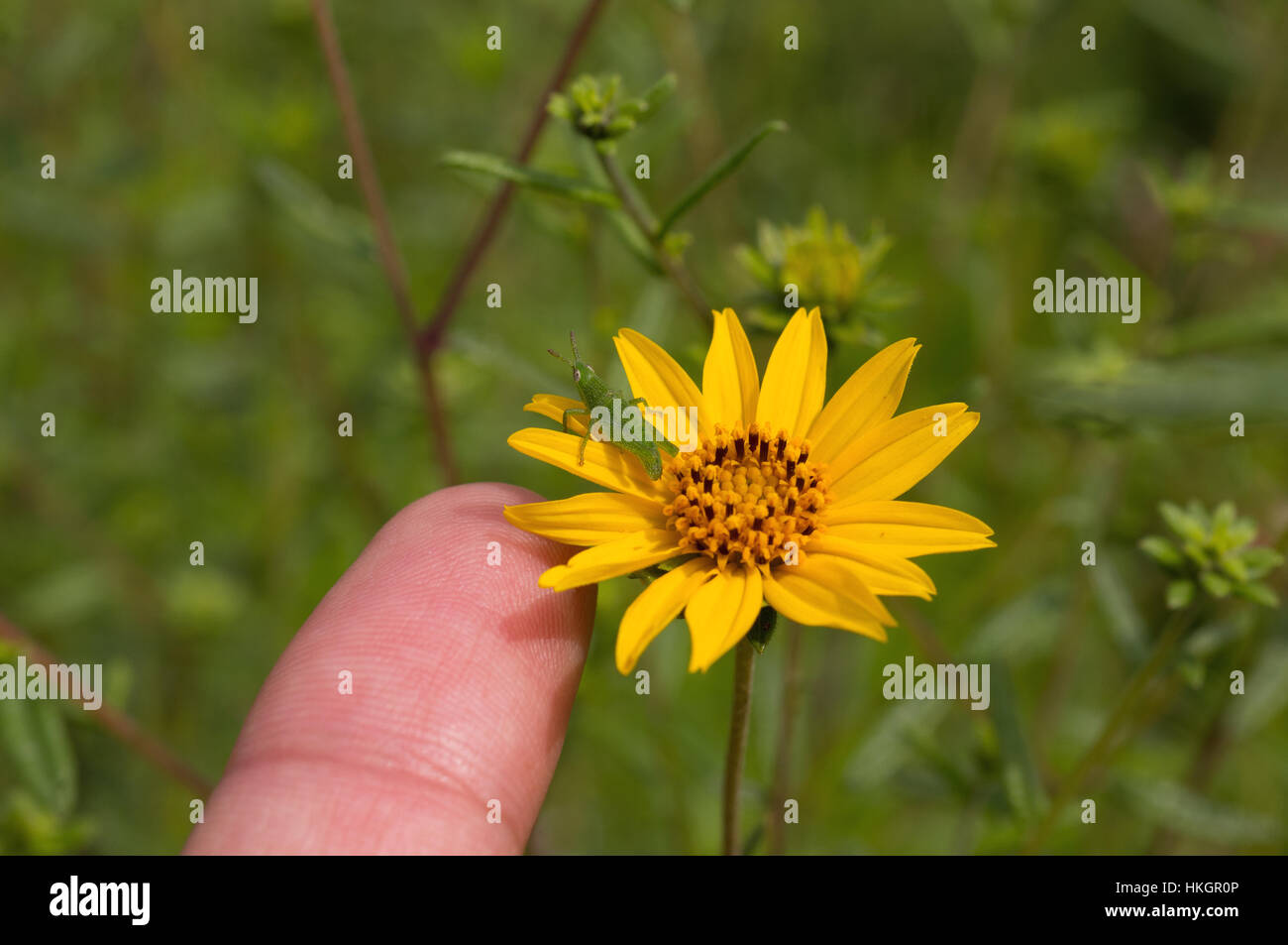 Kleine grüne Heuschrecke in einer wilden Blume in Zentral-Mexiko Stockfoto