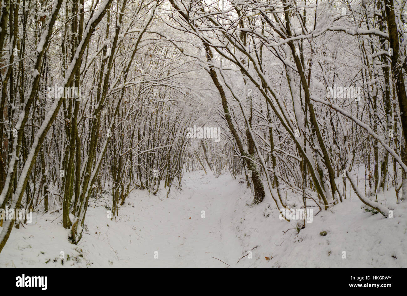 Winterwald Stockfoto