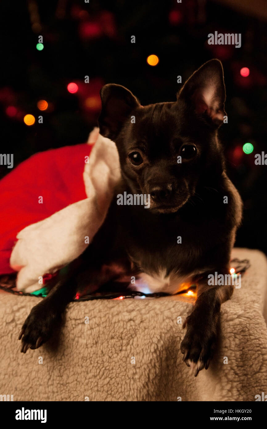 Schwarze Chihuahua mit Weihnachtsgirlande Stockfoto