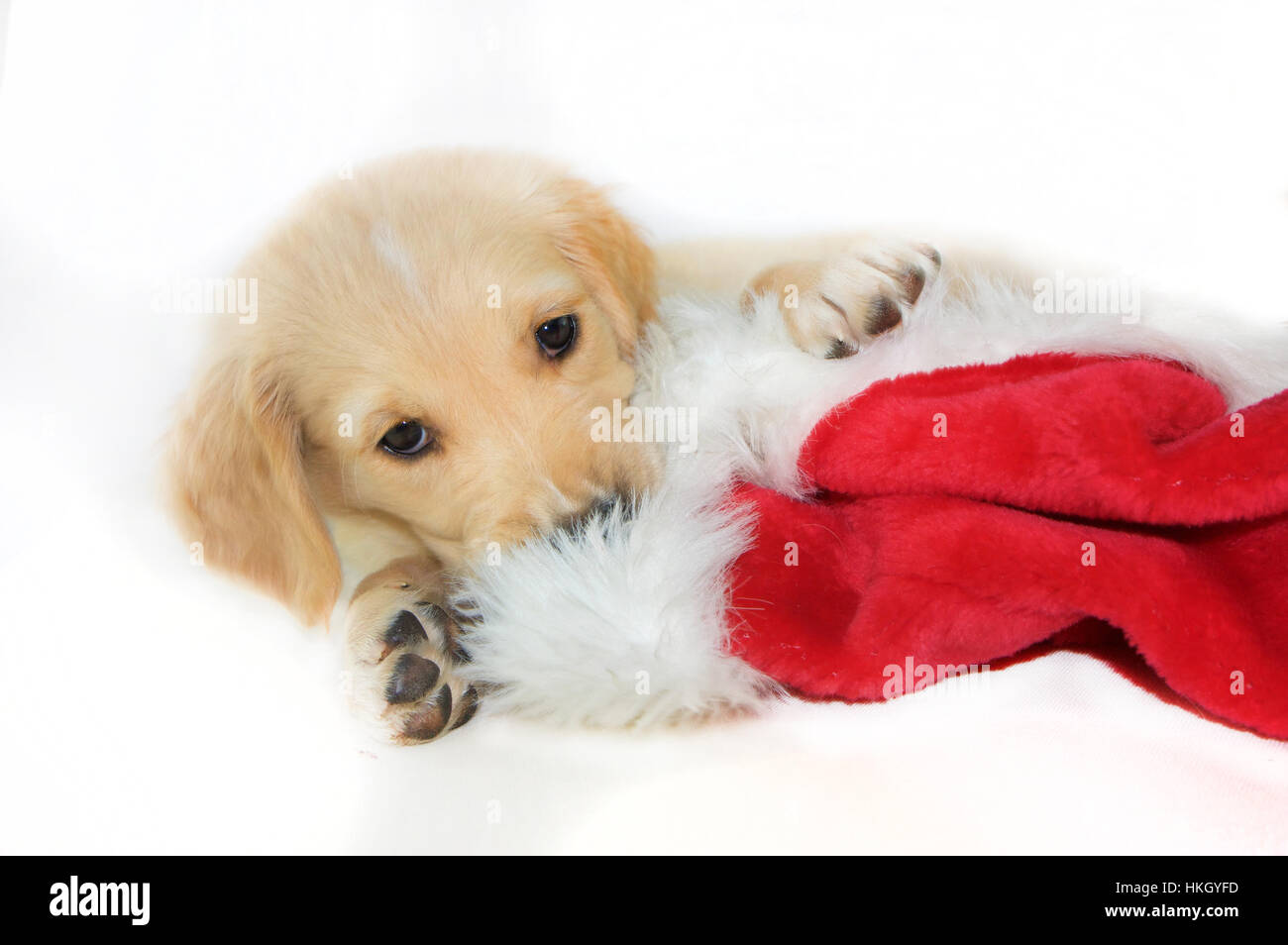 Christmas Santa Hut und Welpen Hund auf weißem Hintergrund Stockfoto
