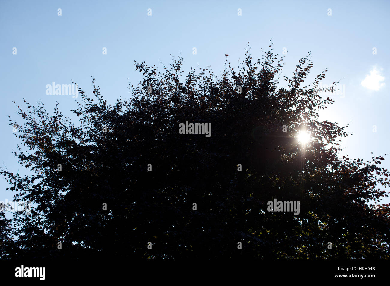 Silhouette des Baumes. Lens Flare, Zweig Blätter, Natur. Stockfoto