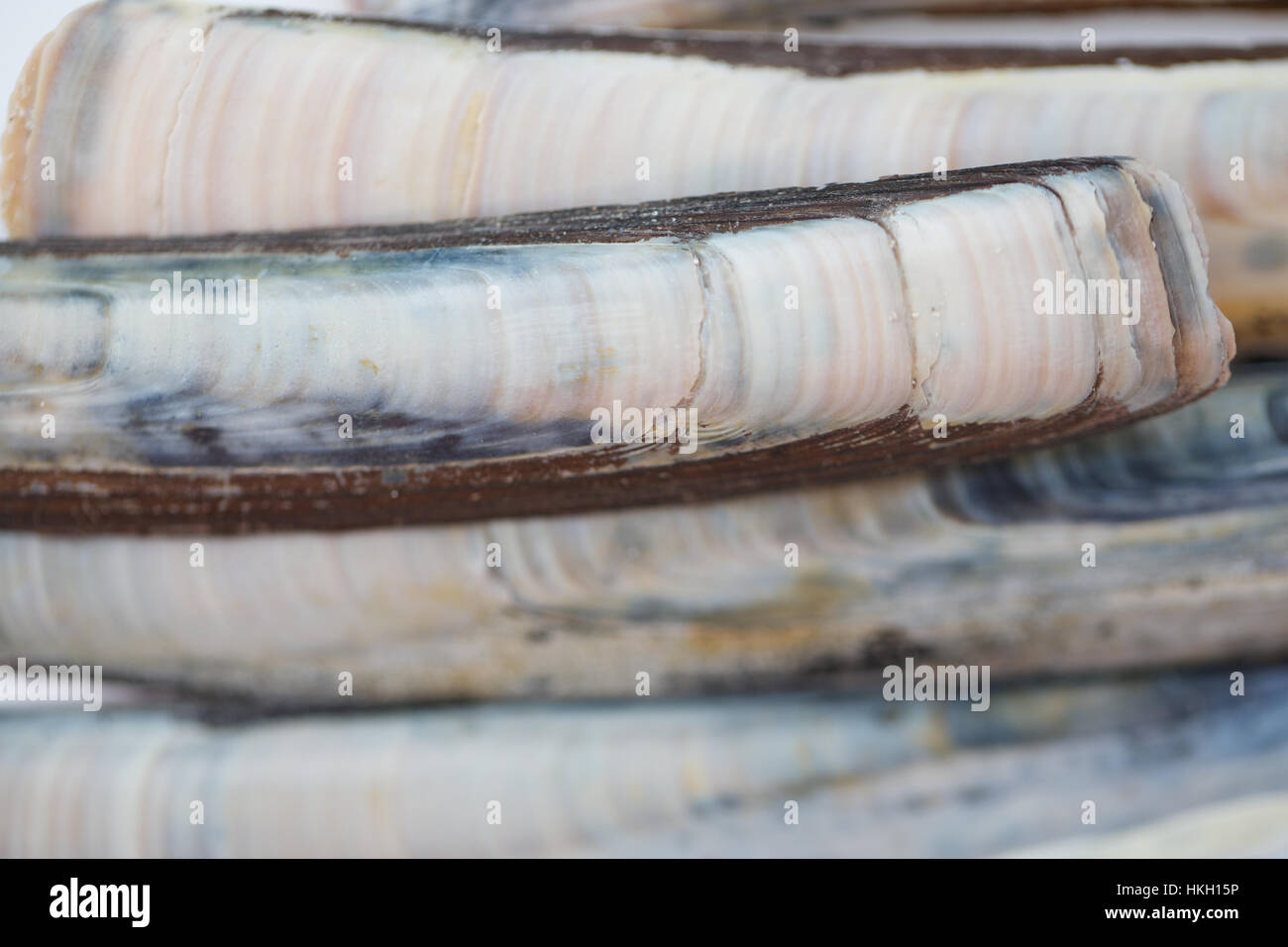 Rasiermesser-Schale. natürliche, Design, Bio, Molluske. Stockfoto