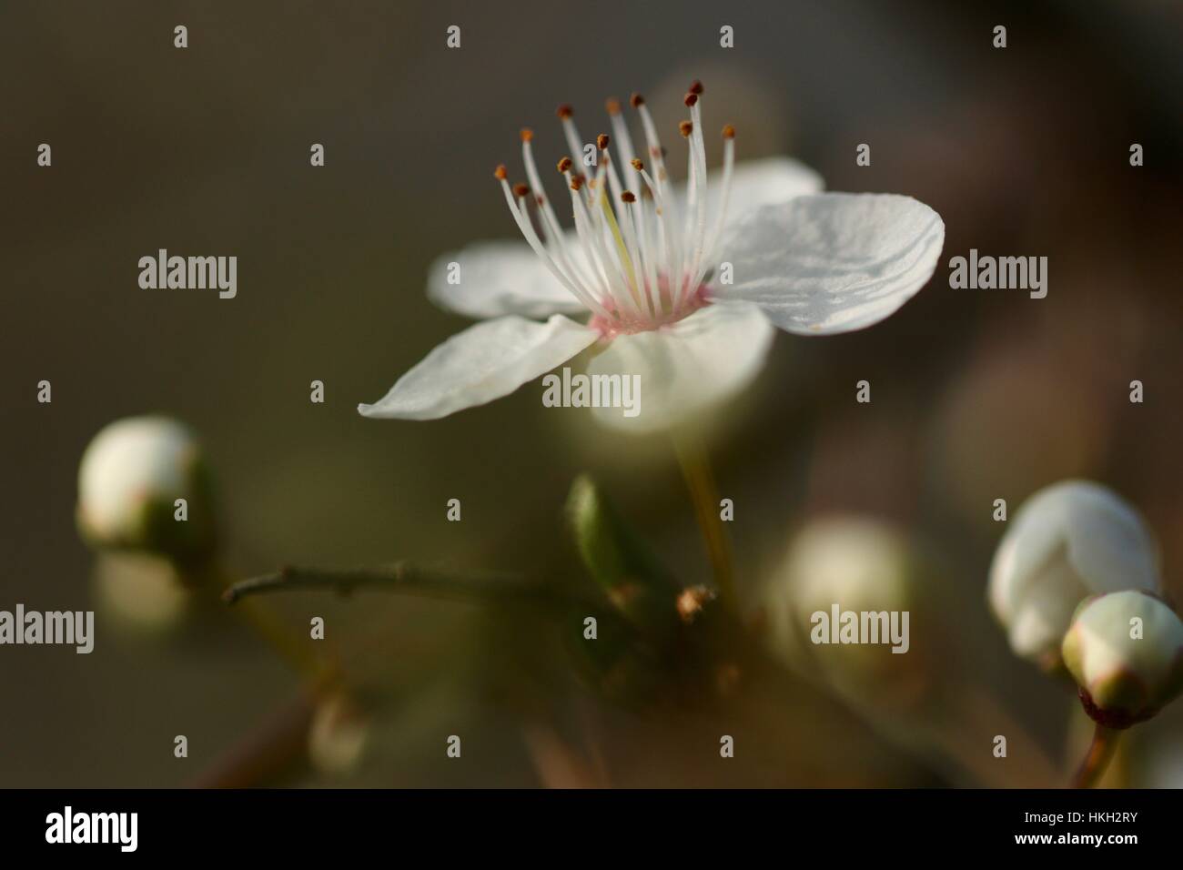 Zarte öffnen White Flower Apple Blossom mit langen staubgefäßen, Shepperton, England, Großbritannien Stockfoto