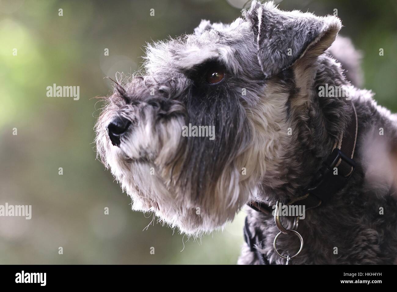 Profil-Bild von einem Zwergschnauzer Stockfoto