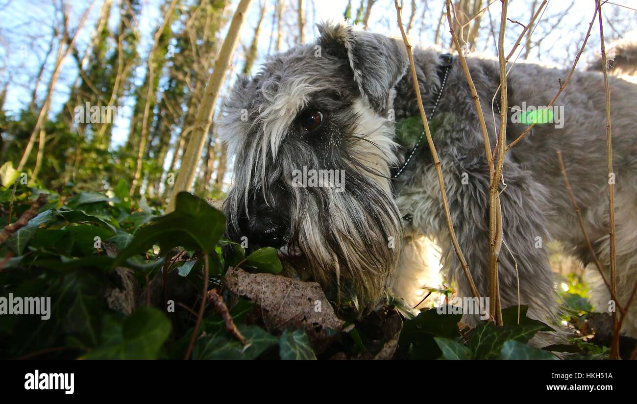 Zwergschnauzer Salz und Pfeffer, schnaufend im Wald Stockfoto