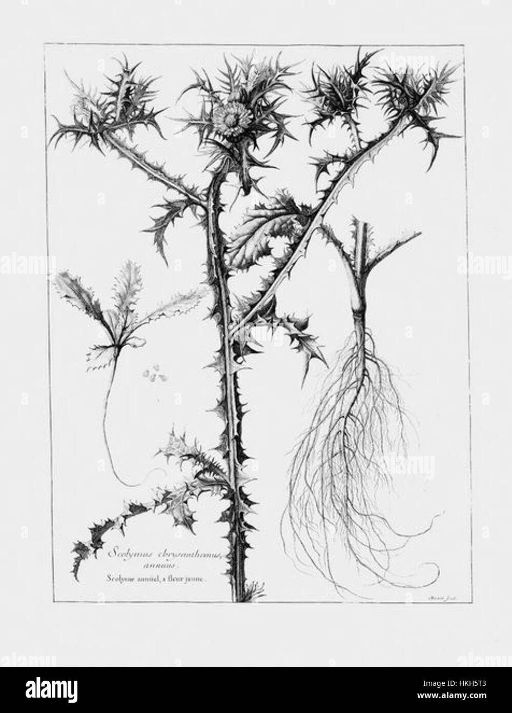 Diese botanische Illustration zeigt die Scolymus chrysanthemus annuus, eine Distelart. Das Kunstwerk betont die einzigartige Blumenstruktur und die lebendigen Farben der Pflanze und spiegelt ihre natürliche Schönheit und Bedeutung in den botanischen Studien wider. Stockfoto