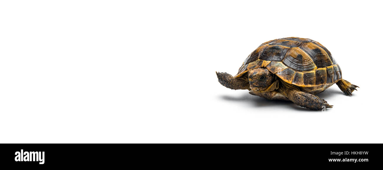 Steppe-Schildkröte Stockfoto