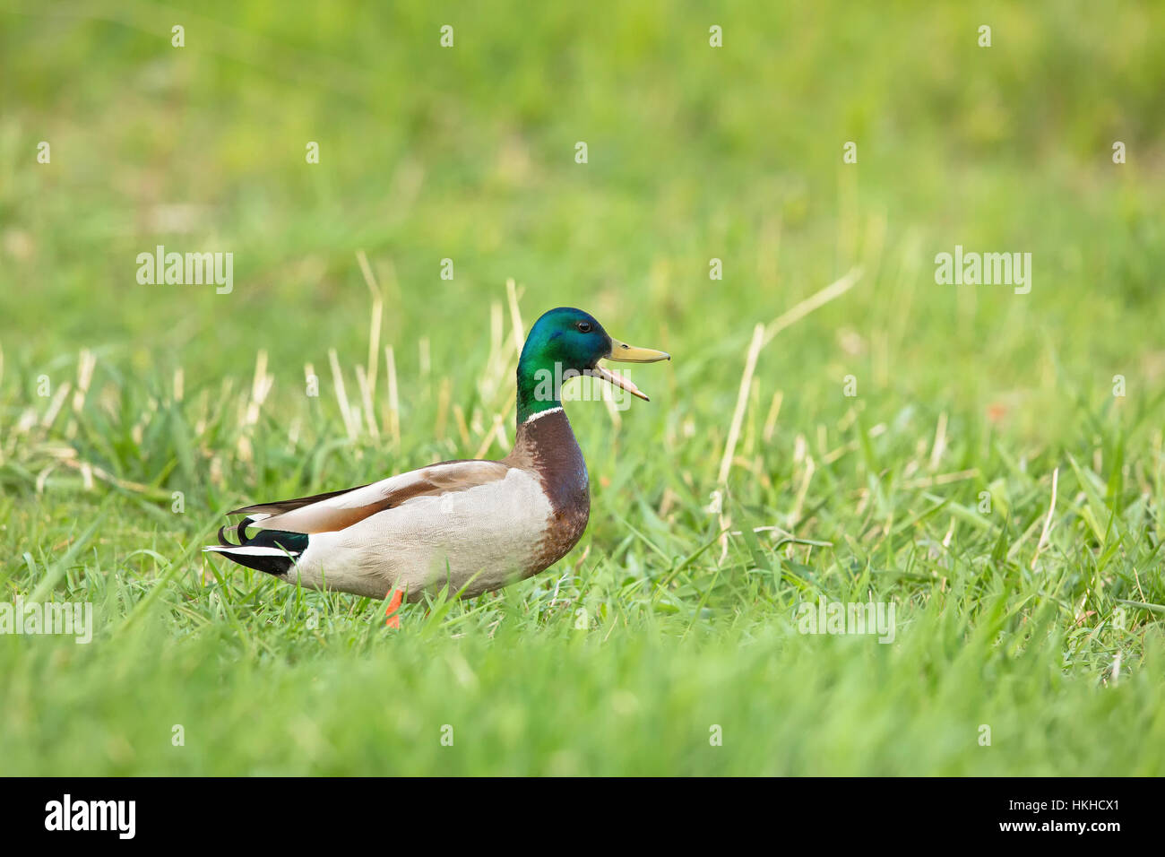 Stockente - Drake Stockfoto