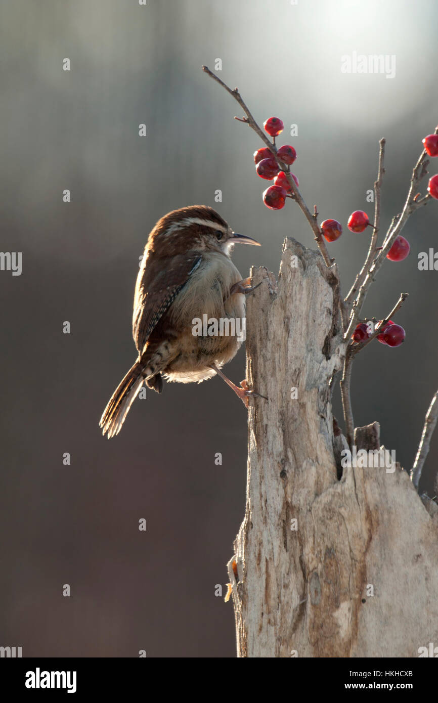 Carolina Zaunkönig thront auf verwitterten Post mit winterberry Stockfoto