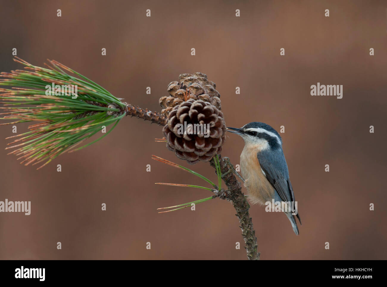 Red-breasted Kleiber auf Tannenzweig mit Tannenzapfen Stockfoto