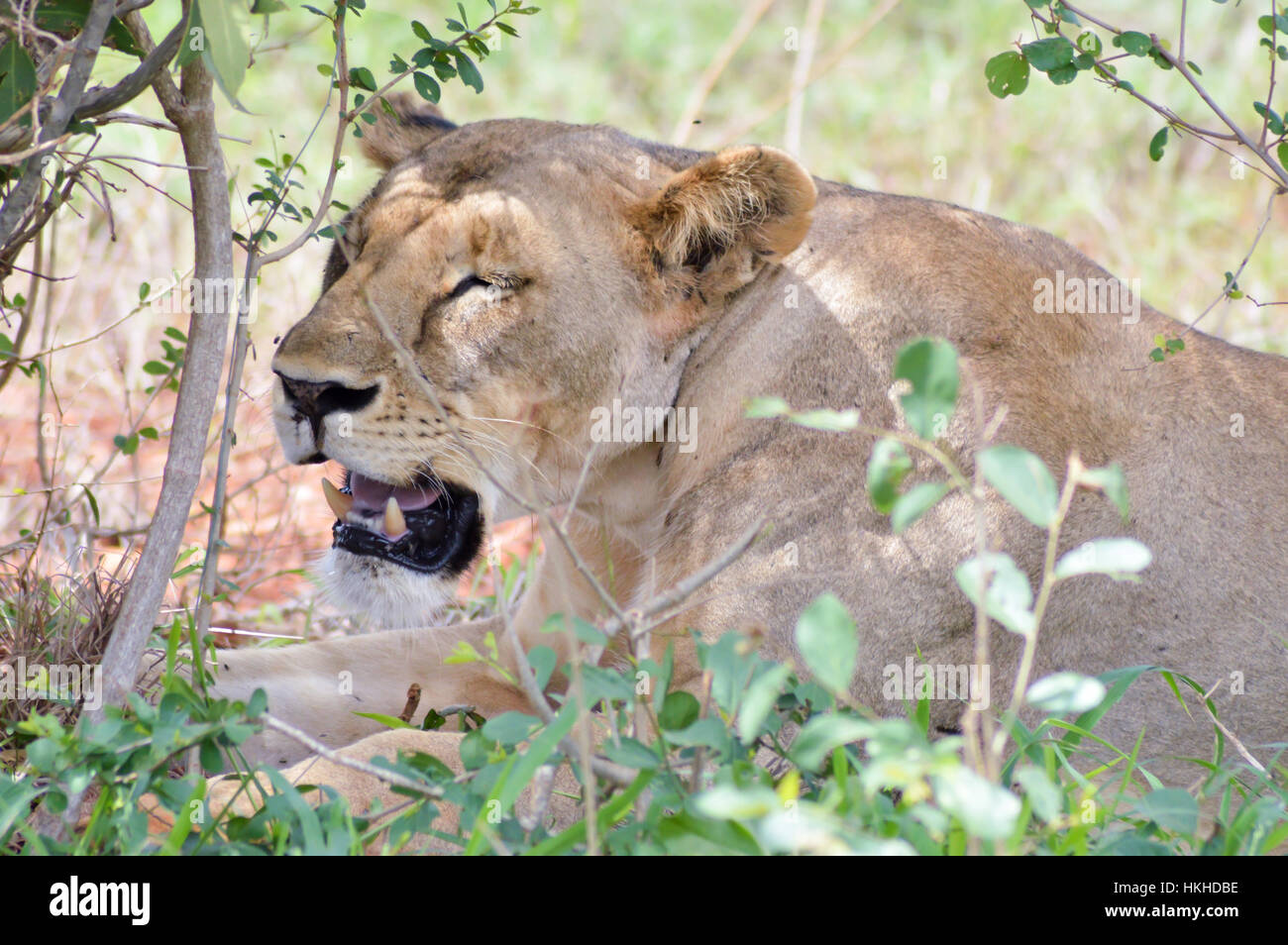 Löwin Kopf liegen unter einem Baum im Tsavos Park in Kenia Stockfoto