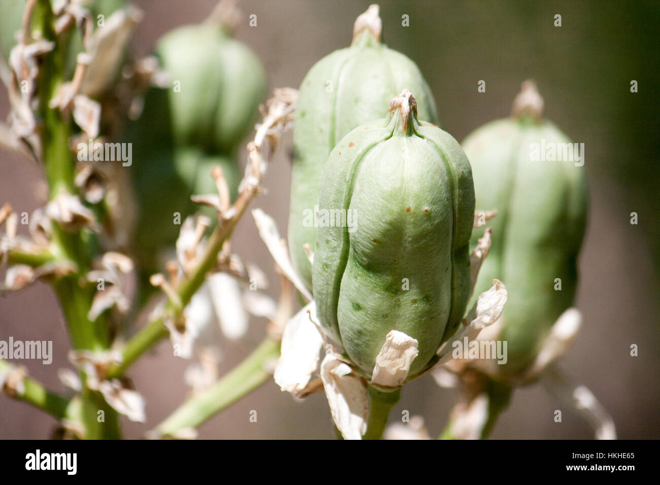 Grüne Samenkapseln auf eine einheimische Pflanze in Midland, Texas. Stockfoto