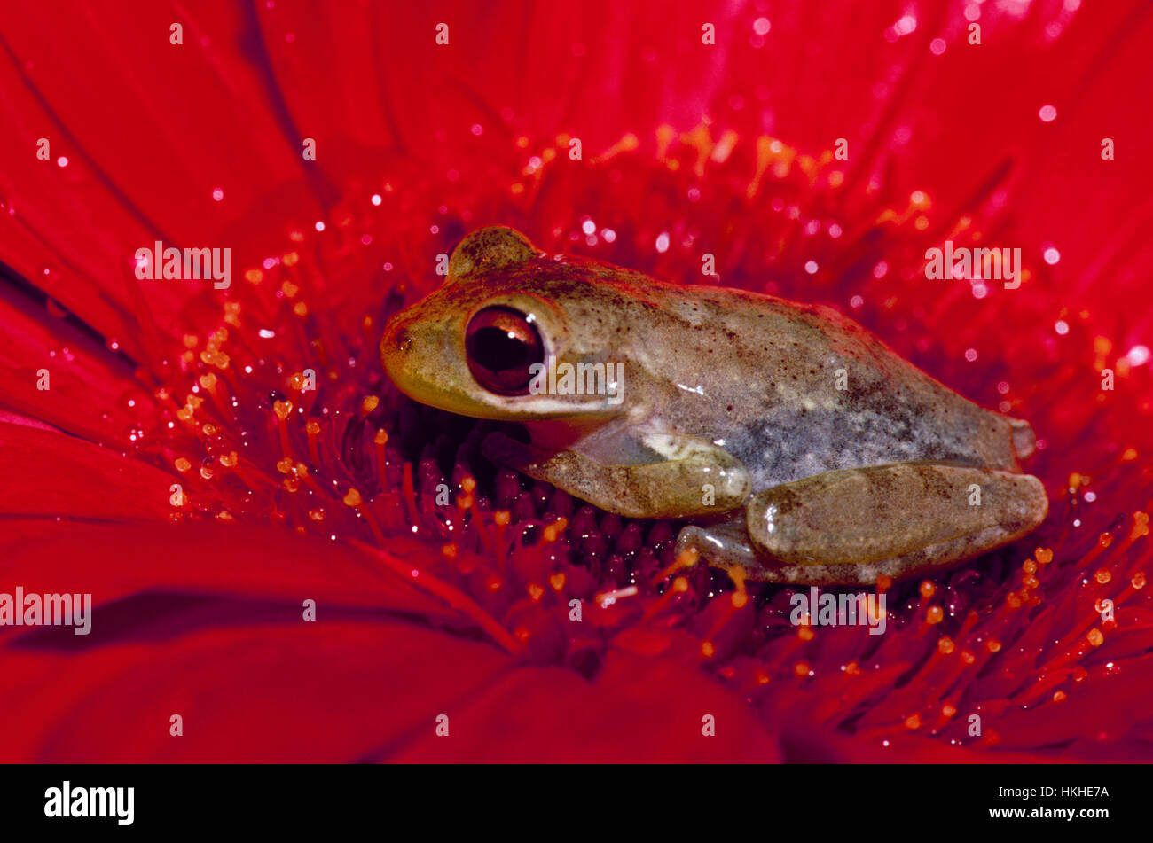 Kleiner Grasfrosch, Limnaoedus ocularis auf leuchtend roter Blume, Florida, USA Stockfoto