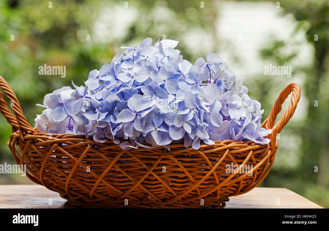Blaue Hortensien-Blüten in einem Korb auf natürlichen Hintergrund Stockfoto