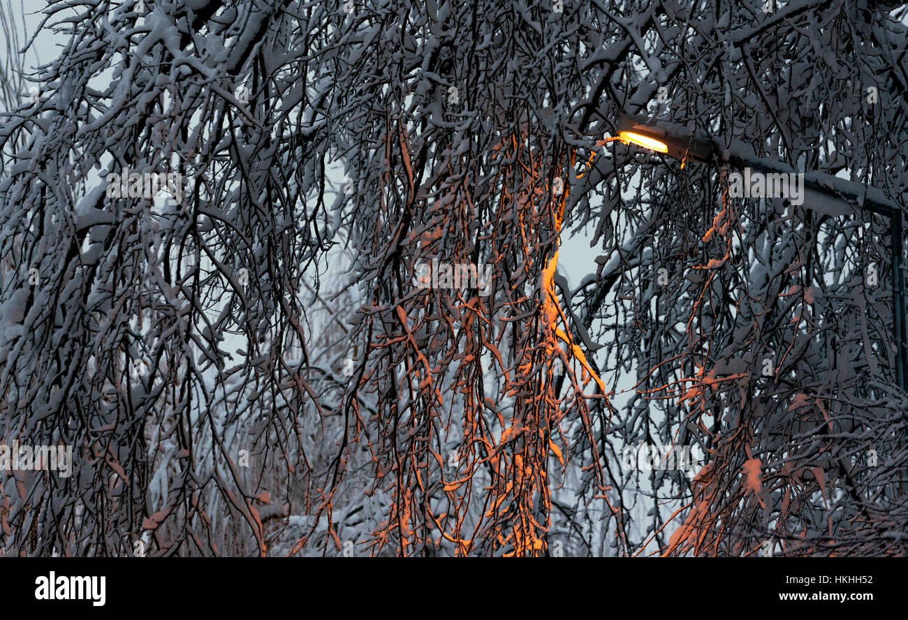 Zweige mit Schnee im Winter und eine Straßenlaterne mit Kunstlicht. Stockfoto