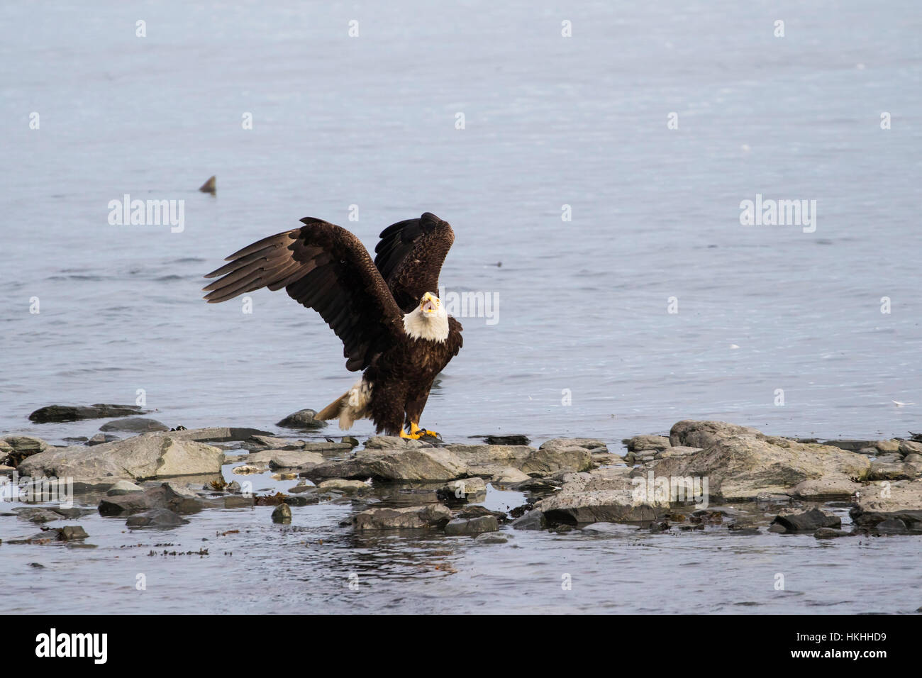 Ein reifer Weißkahl-Adler (Haliaeetus leucocephalus) sitzt an der Küstenlinie und fchtet andere Adler ab, während er auf Lachs in der Fischzuchtei, Allison P... Stockfoto