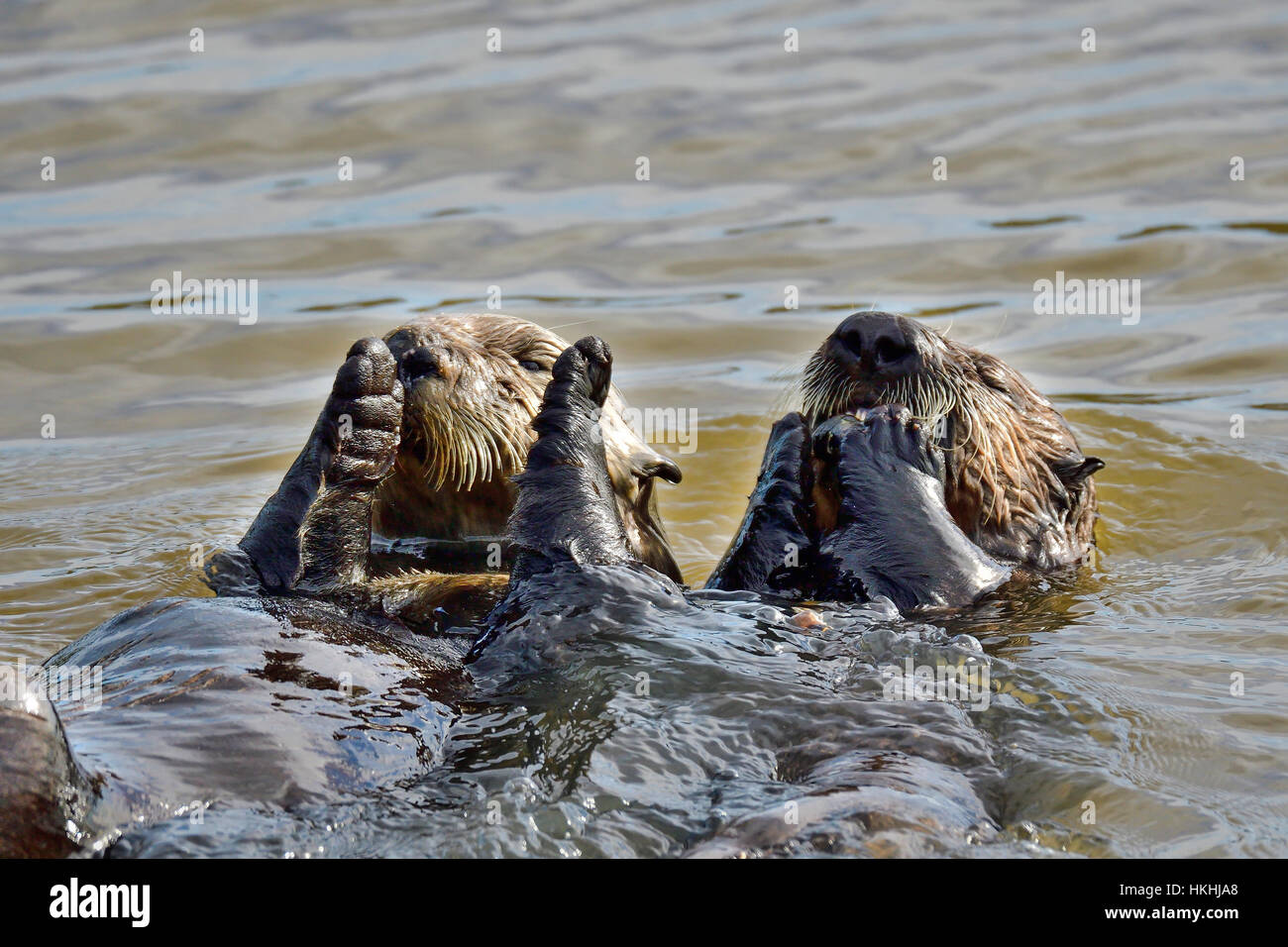 Kalifornien Sea Otter Stockfoto