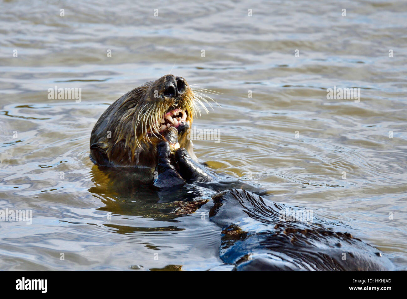 Kalifornien Sea Otter Stockfoto