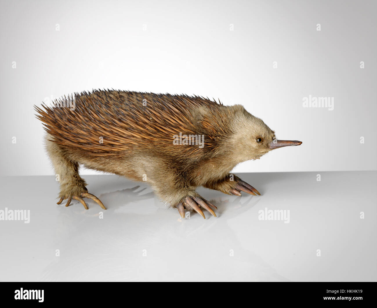 Präparatoren Echidna auf grauem Hintergrund Stockfoto