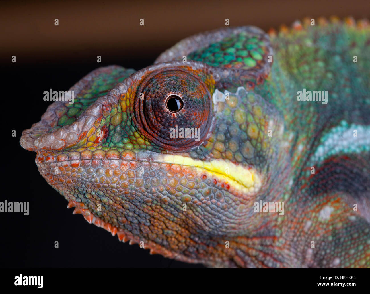 Panther Chamäleon Portrait im Studio mit schwarzem Hintergrund Stockfoto
