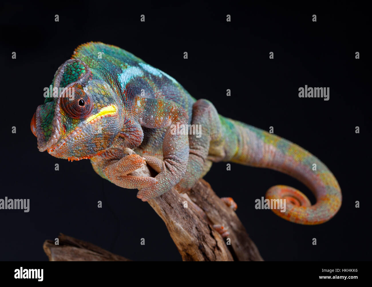 Panther Chamäleon Portrait im Studio mit schwarzem Hintergrund Stockfoto