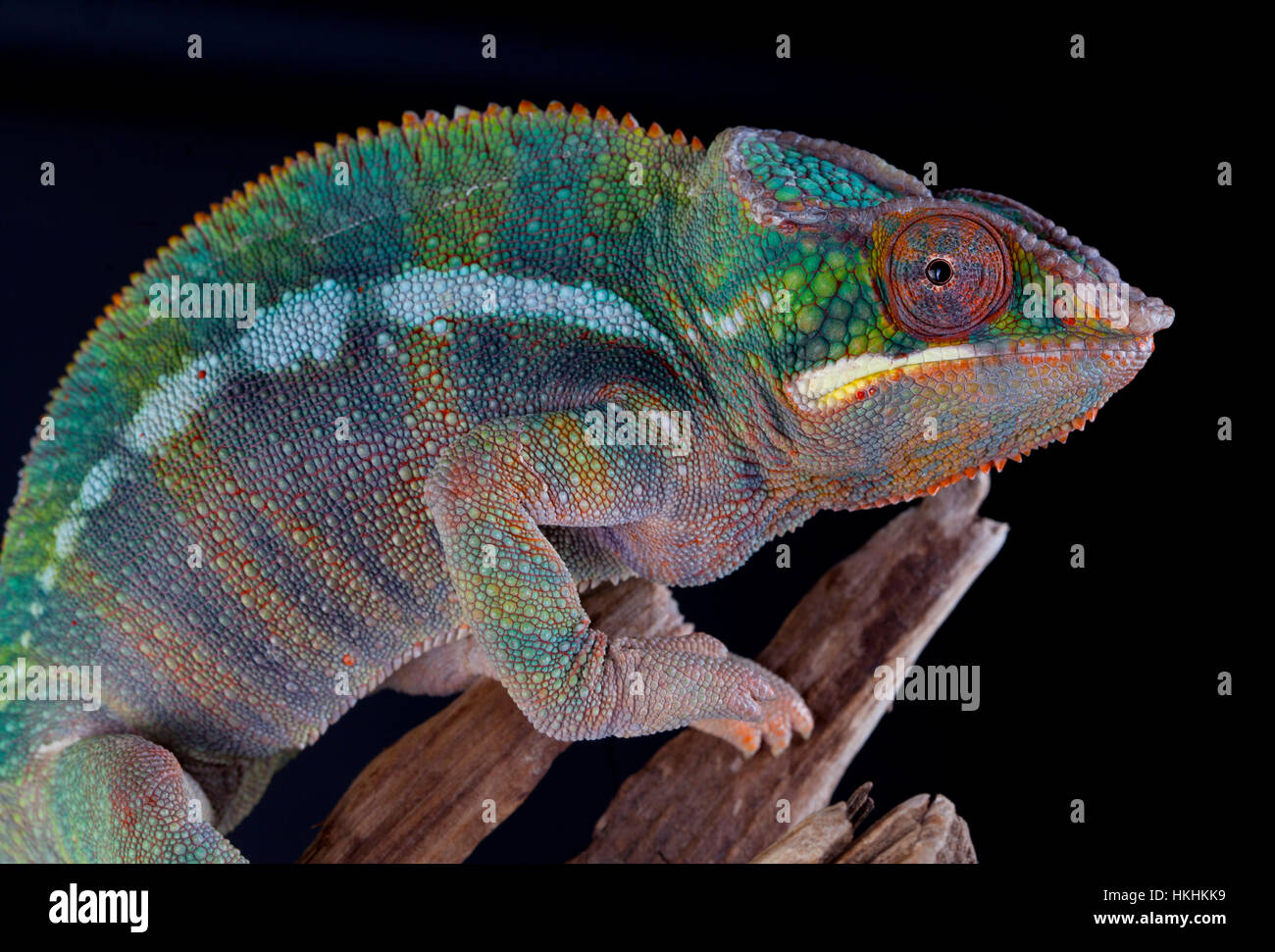 Panther Chamäleon Portrait im Studio mit schwarzem Hintergrund Stockfoto