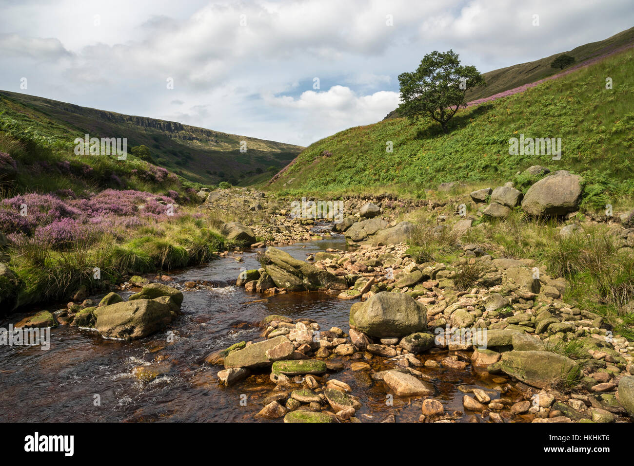 Sommer am Crowden in North Derbyshire. Lila Heidekraut blühen um Felsen in dieser dramatischen und schroffe Landschaft. Stockfoto