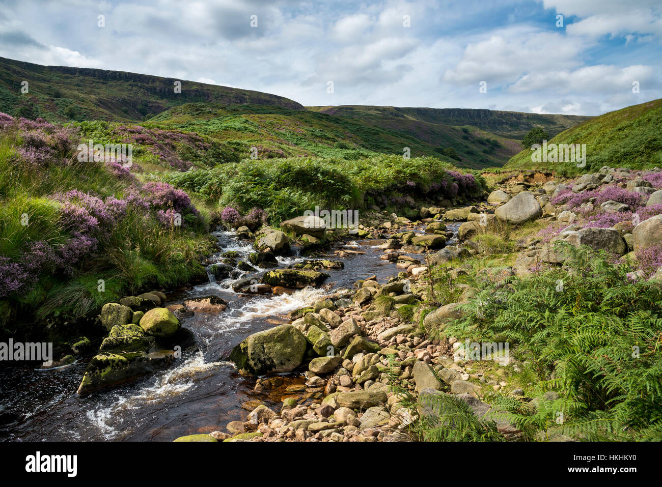 Sommer am Crowden in North Derbyshire. Lila Heidekraut blühen um Felsen in dieser dramatischen und schroffe Landschaft. Stockfoto