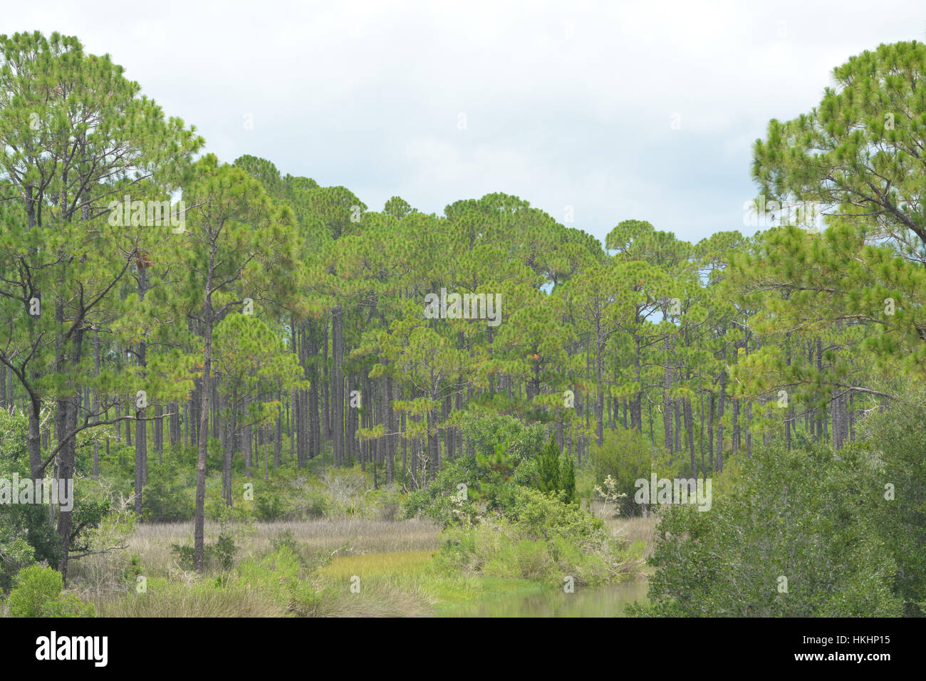 Friedliche Aussicht auf einen Wald in Florida. Stockfoto