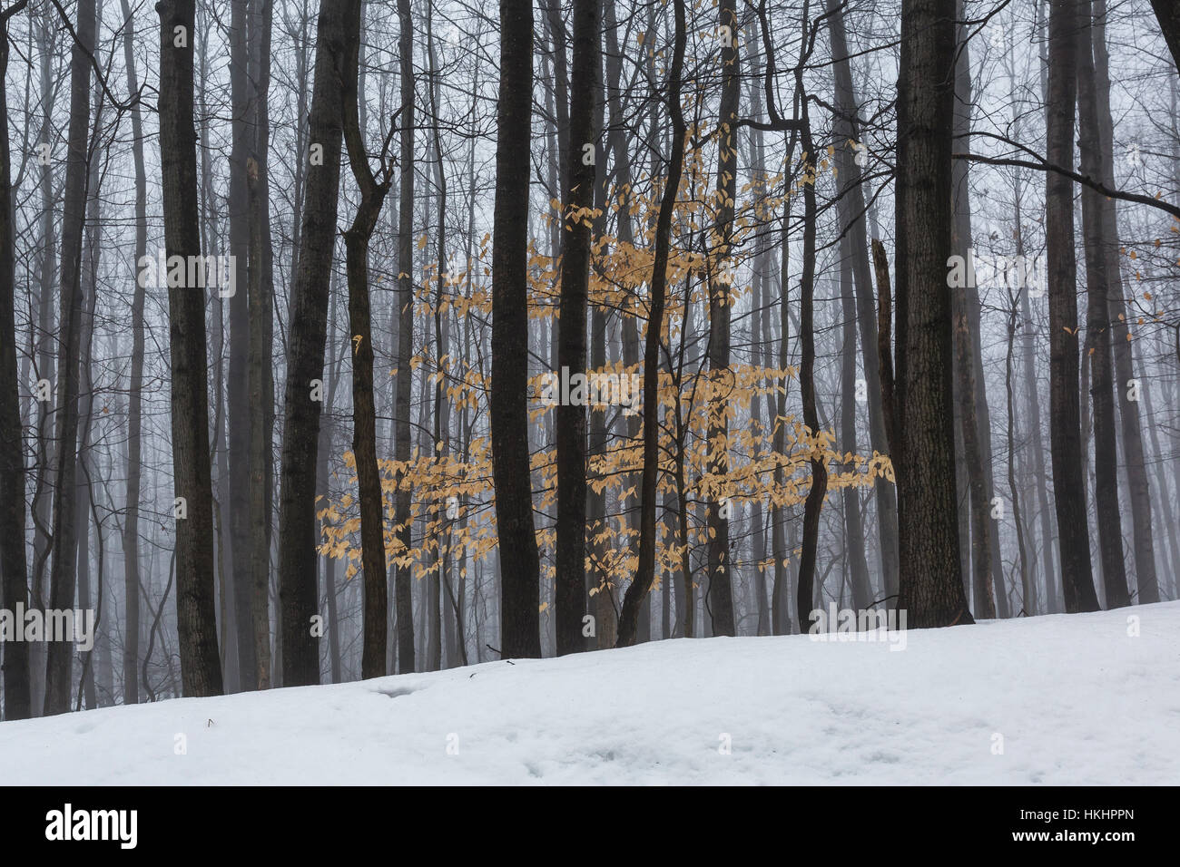 Bäume in einem schweren Advektion Nebel, hinterlässt auch eine junge amerikanische Buche, Fagus Grandifolia mit Überrest, hängen auf im Winter, in den kanadischen Seen Stockfoto