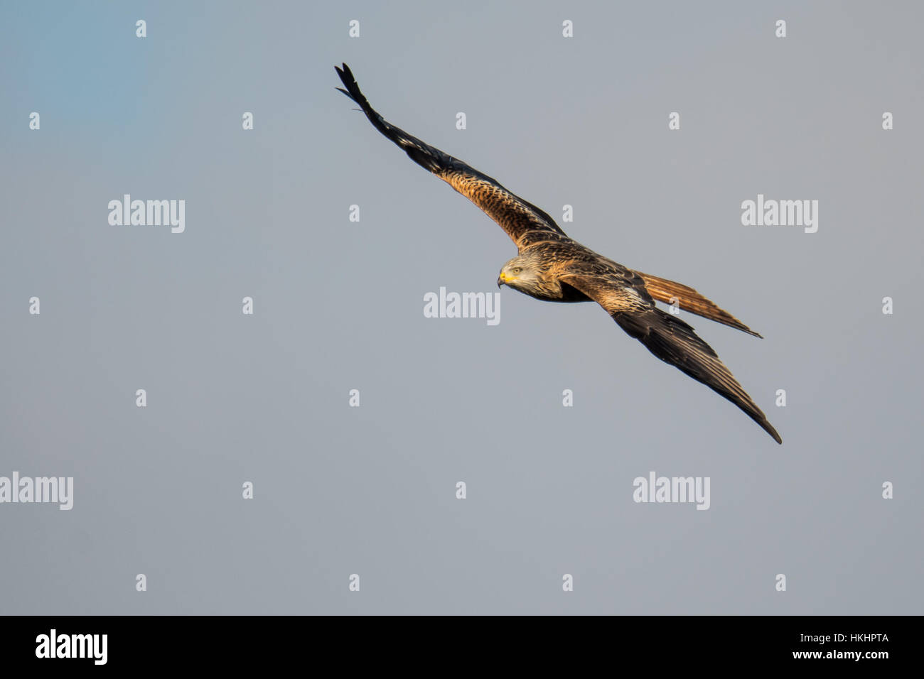 Rotmilan (Milvus Milvus) direkt im Flug mit Flügeln schweben. Mittlere bis große Raubvogel in Familie Accipitridae, in Wales, UK Stockfoto