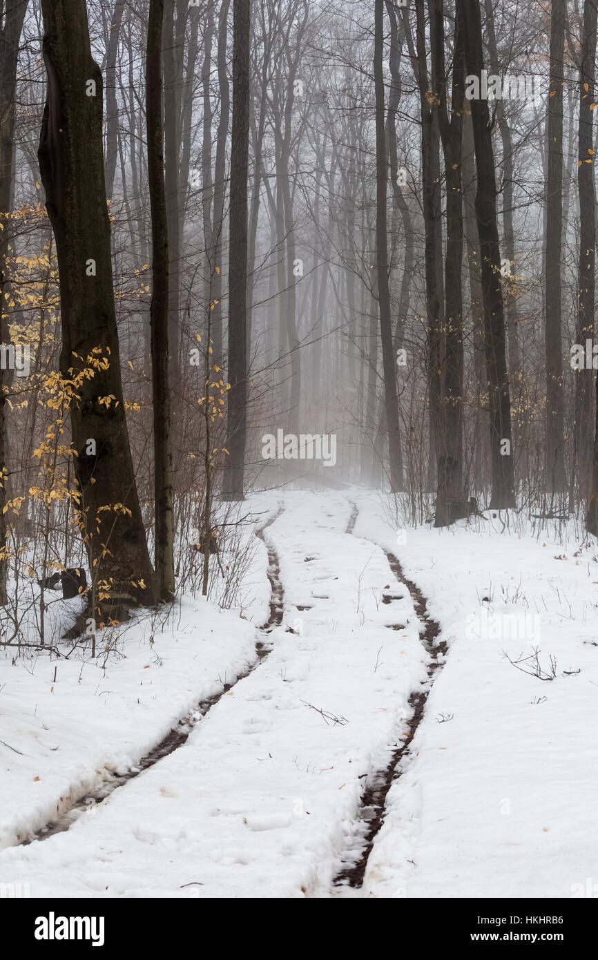 Amish Wagen Spuren führen in ein Waldstück verwendet für Brennholz und Tappling Zucker-Ahorn-Bäume, während einem nebeligen Wintertag in central Michigan, USA Stockfoto