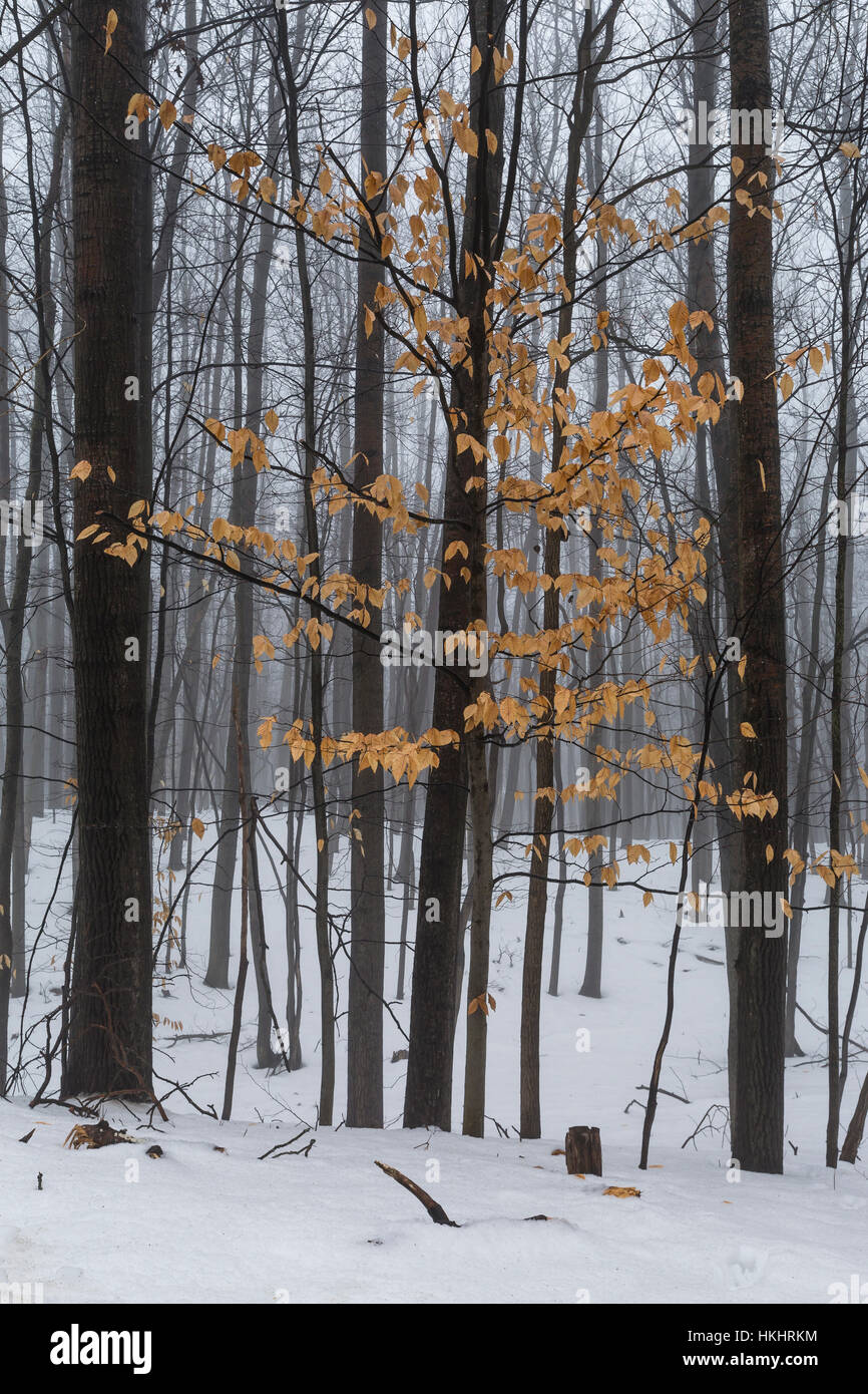 Bäume in schweren Advektion Nebel, darunter eine junge amerikanische Buche, Fagus Grandifolia mit Überrest Herbstlaub, Michigan, USA Stockfoto
