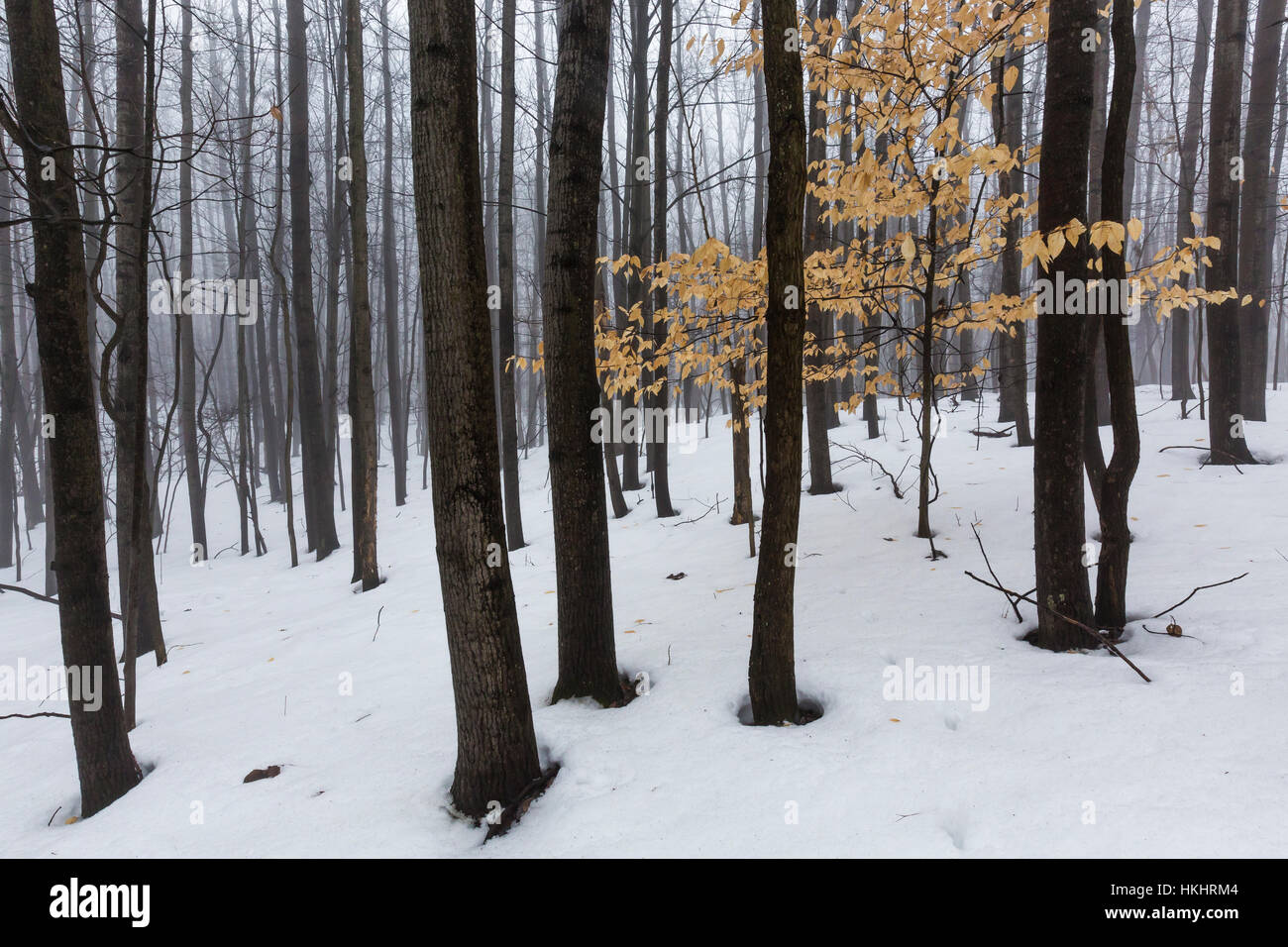 Bäume in schweren Advektion Nebel, darunter eine junge amerikanische Buche, Fagus Grandifolia mit Überrest Herbstlaub, Michigan, USA Stockfoto