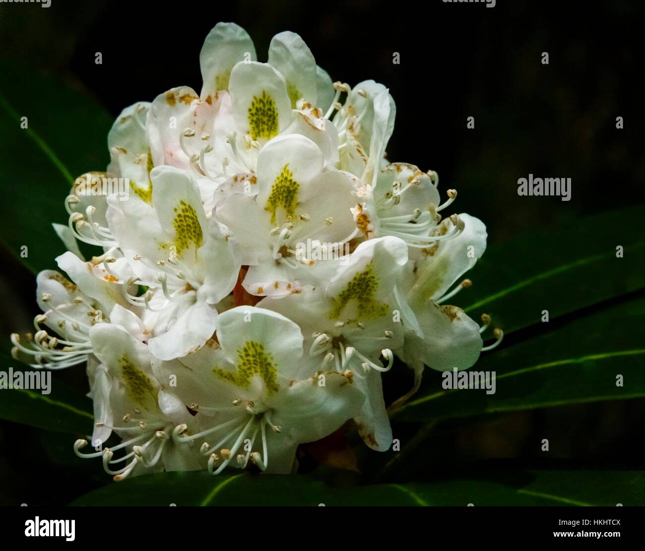 Appalachian berg rhododendron -Fotos und -Bildmaterial in hoher Auflsung   Alamy