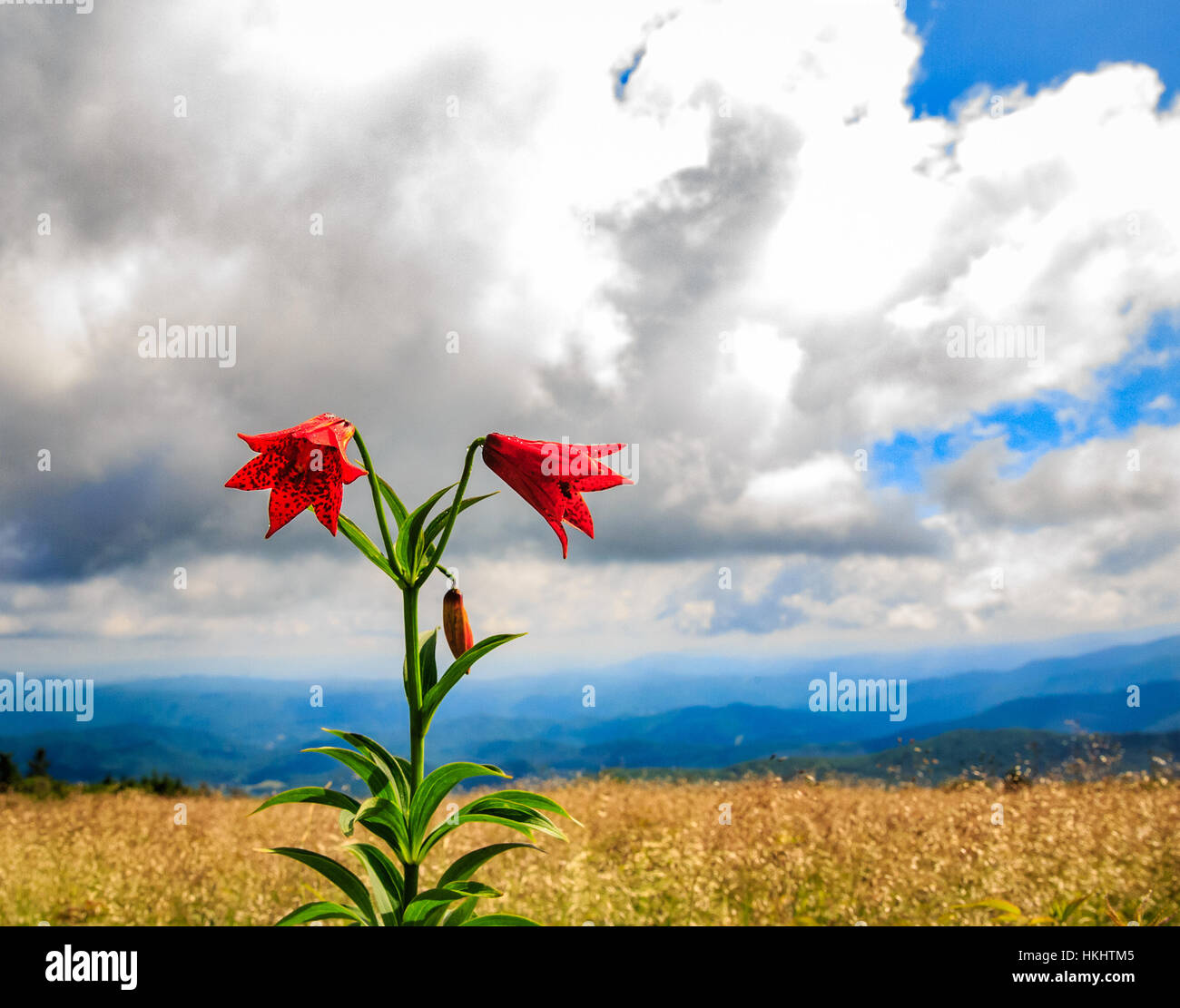 GRAYS-LILIE (LILIUM GRAYI) AUF ROAN MT KAHL - CLOSEUP UND BERG VISTAS Stockfoto