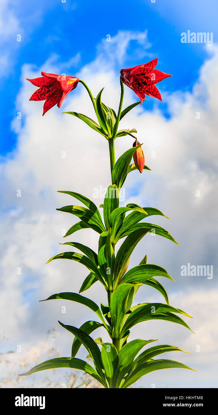 GRAYS-LILIE (LILIUM GRAYI) AUF ROAN MT KAHL - CLOSEUP UND BERG VISTAS Stockfoto