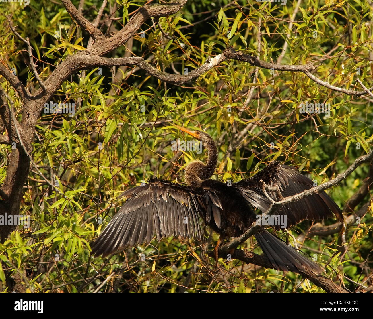 Anhinga oben im Baum Stockfoto