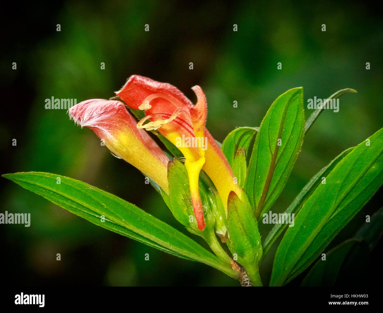 ORANGE/GELBE ORCHIDEE Stockfoto