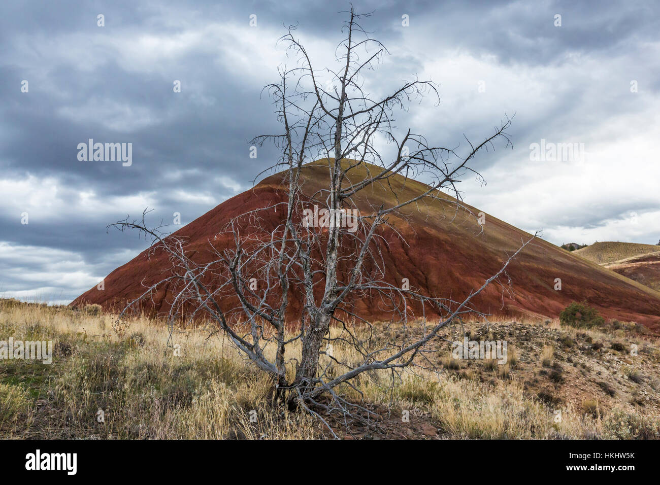 Feuer getötet Western Wacholder, Juniperus Occidentalis in Painted Hills, John Day Fossil Beds National Monument, Oregon, USA Stockfoto