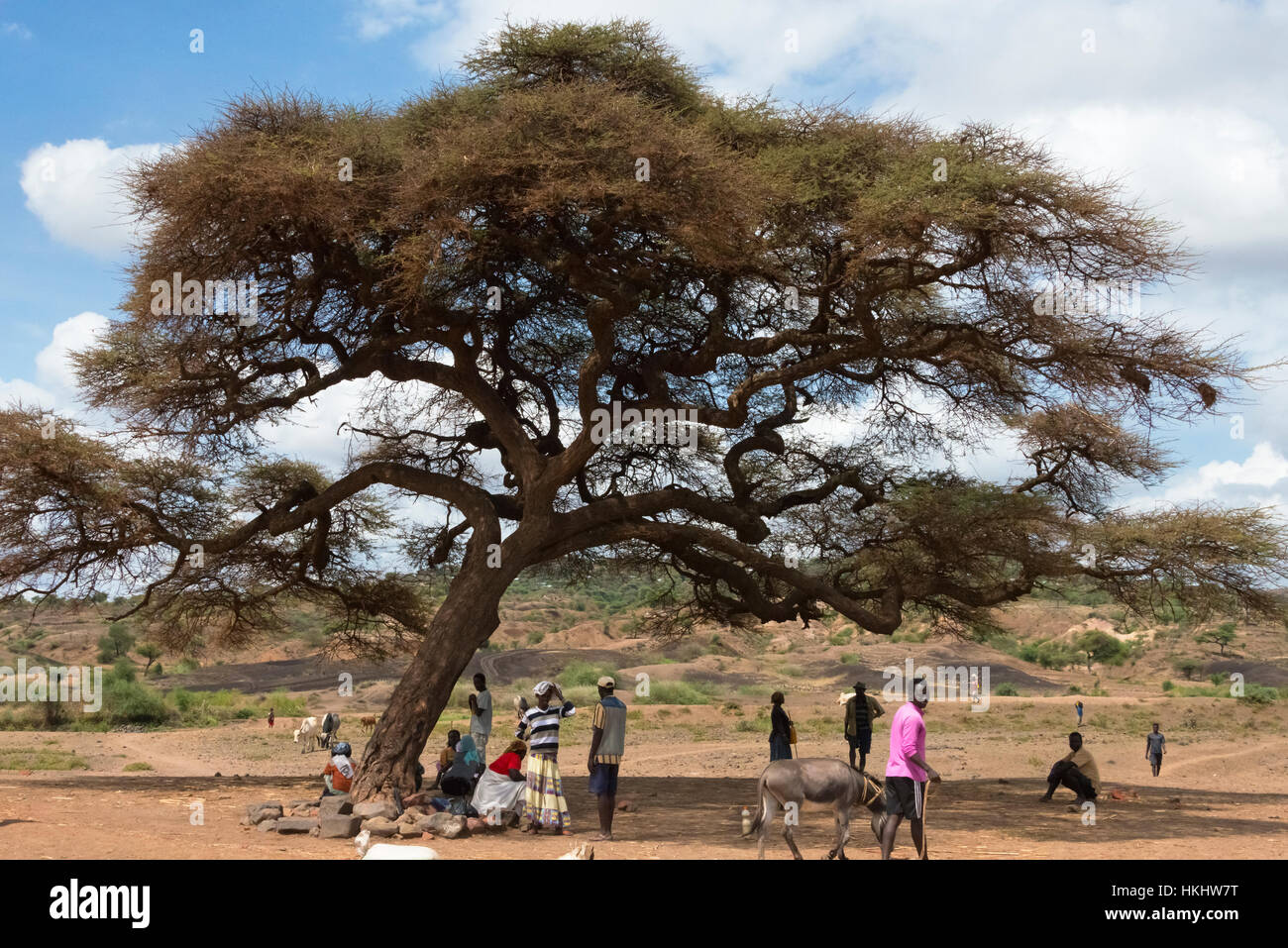 Menschen unter einer Akazie, Konso, Äthiopien Stockfoto