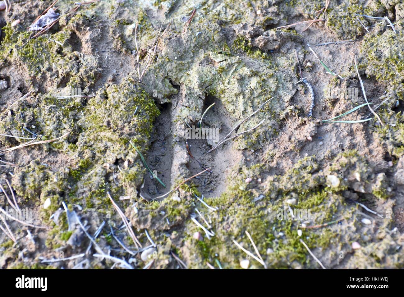 White-Tail Rehe Spuren im Schlamm Stockfoto